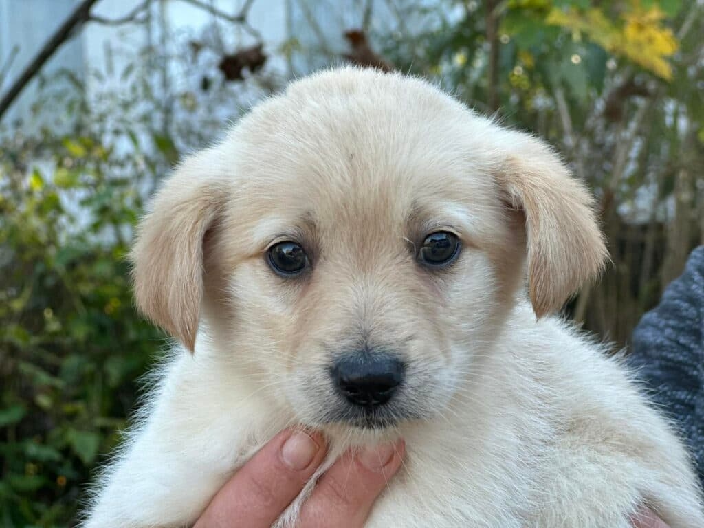 Amigo – mix
