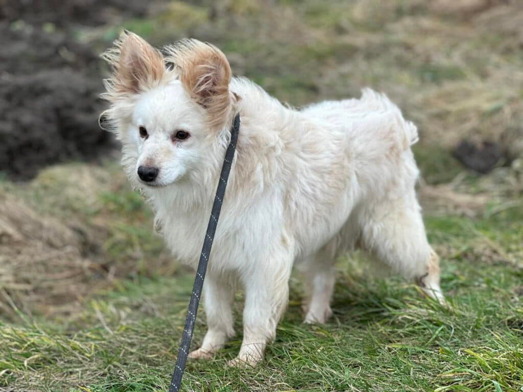 Axel – mix