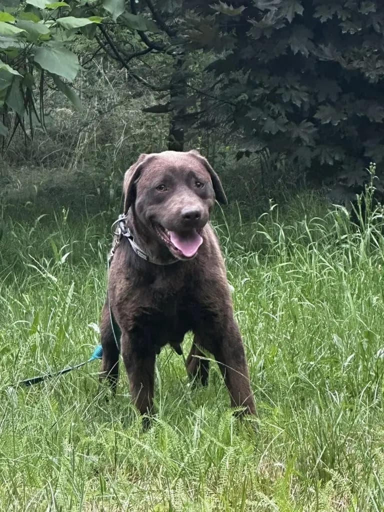 Balbina – w typie labradora