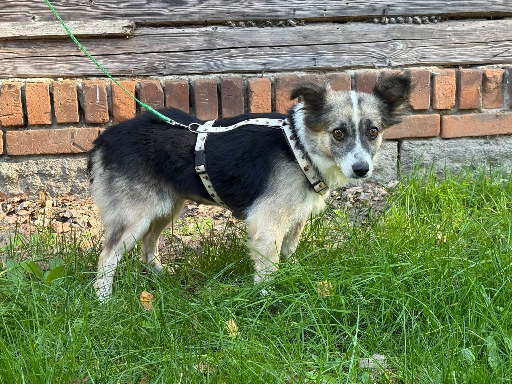 Bobolina – zdjęcie 5