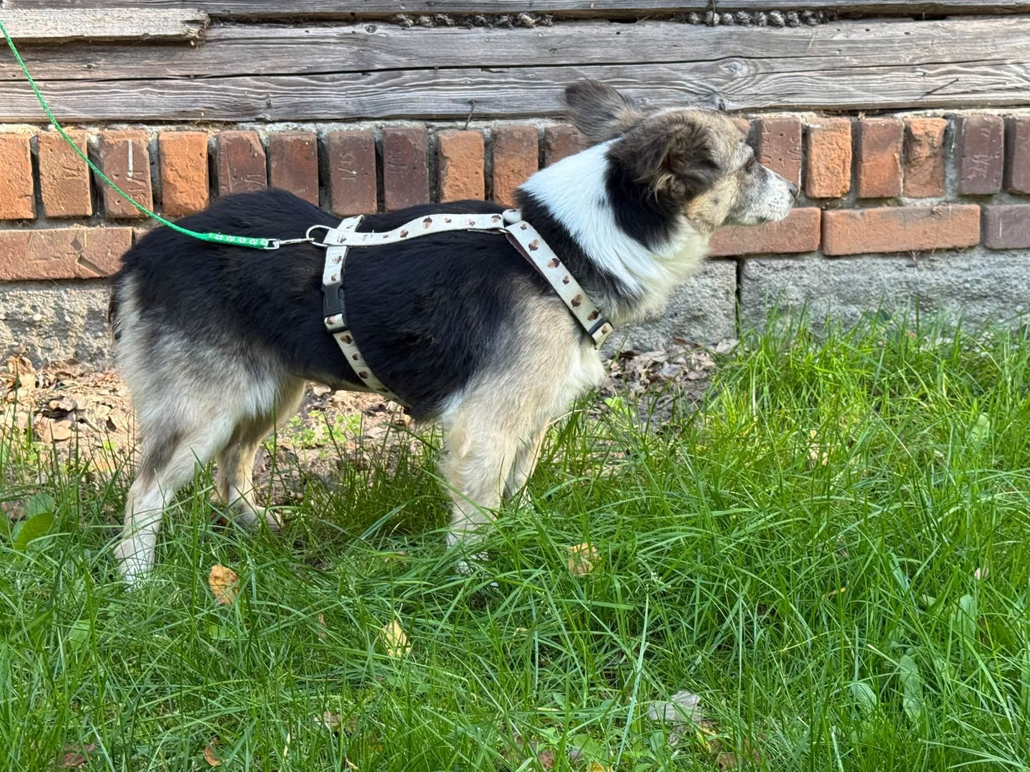 Bobolina – zdjęcie 3