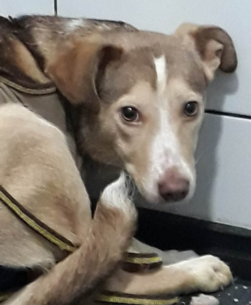 Boni – mix