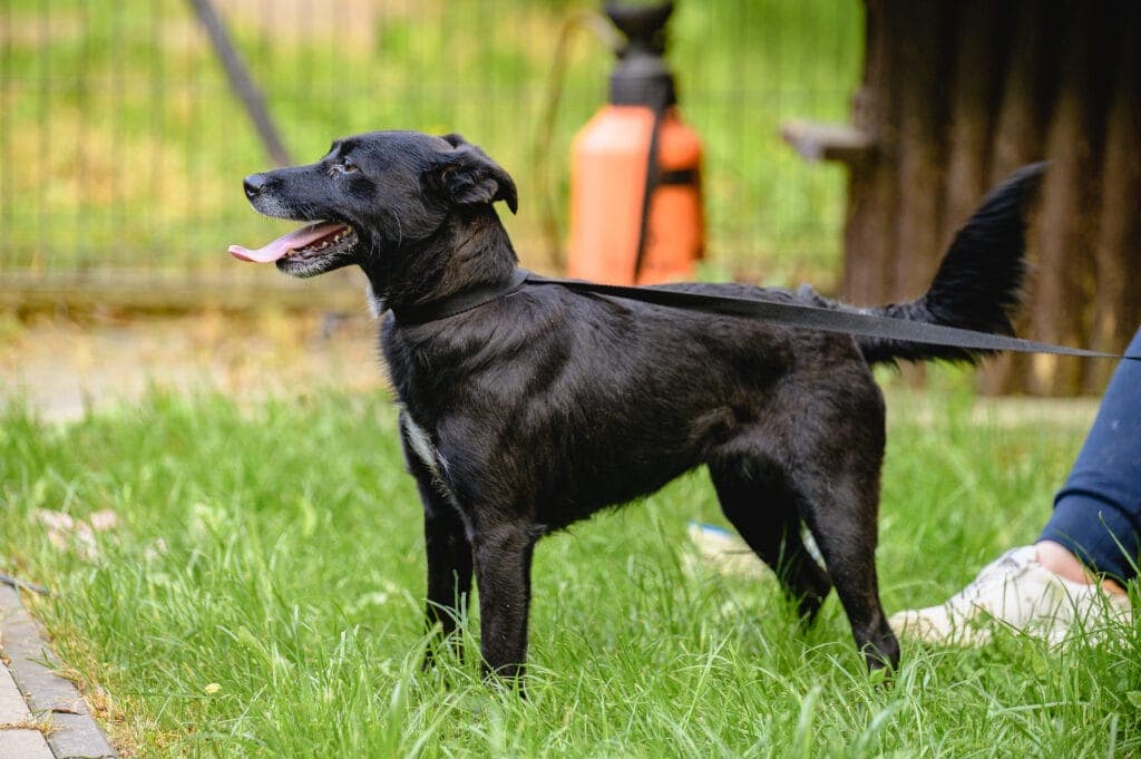 Bonita – mix