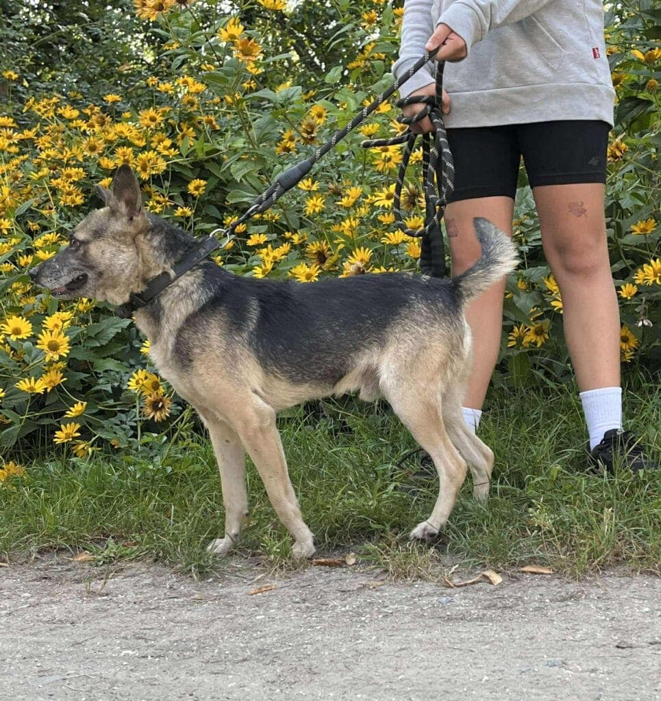Budyń – zdjęcie 6