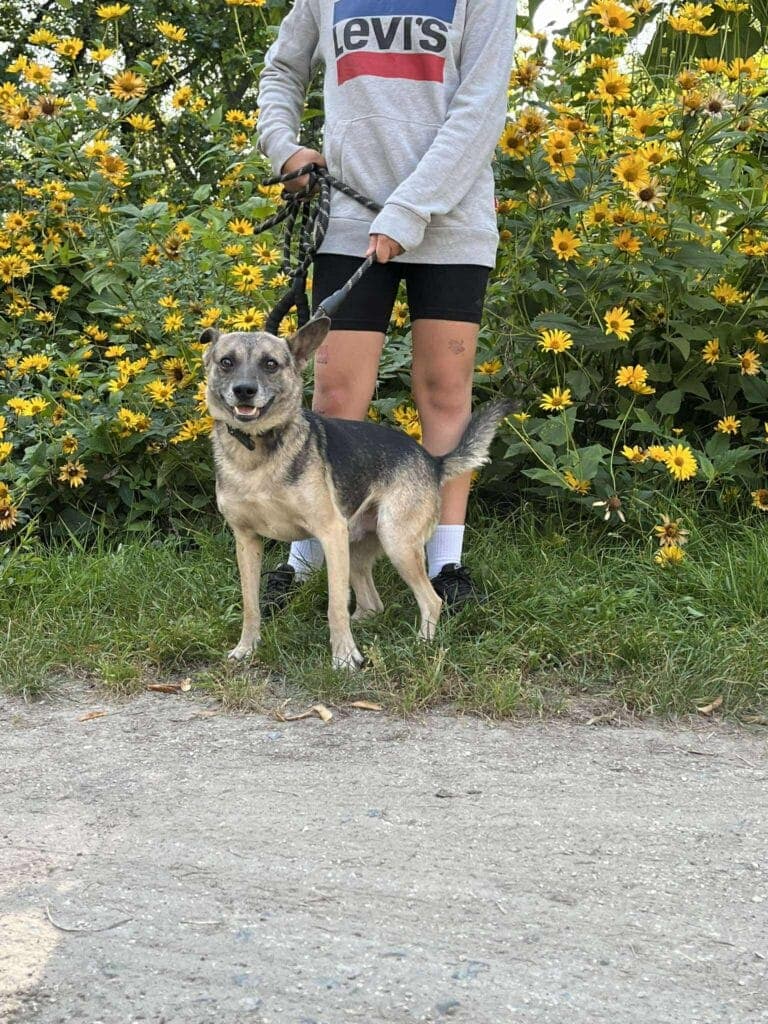 Budyń – zdjęcie 7