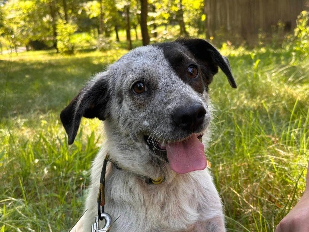 Cindy – mix