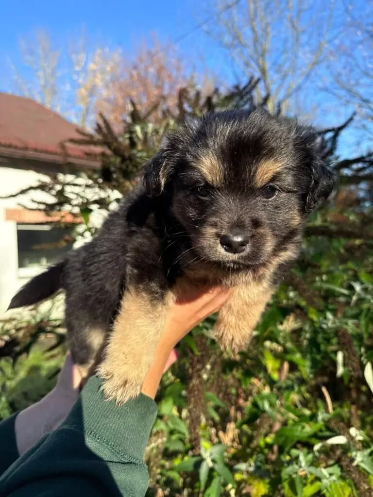 Dobi – mix
