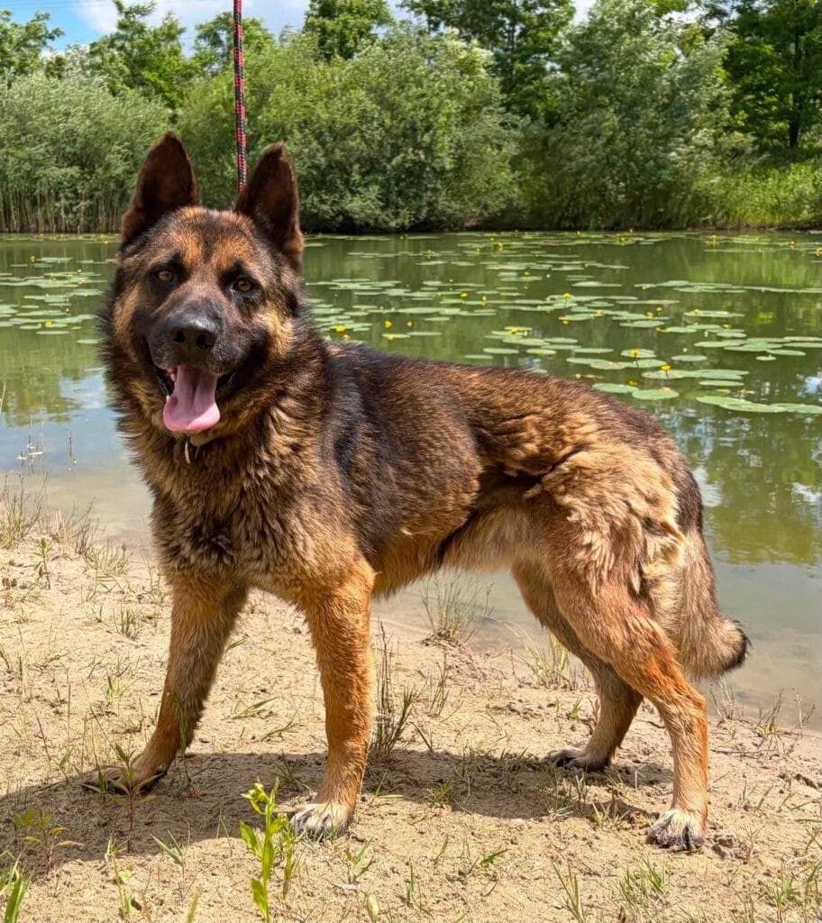 Elvis