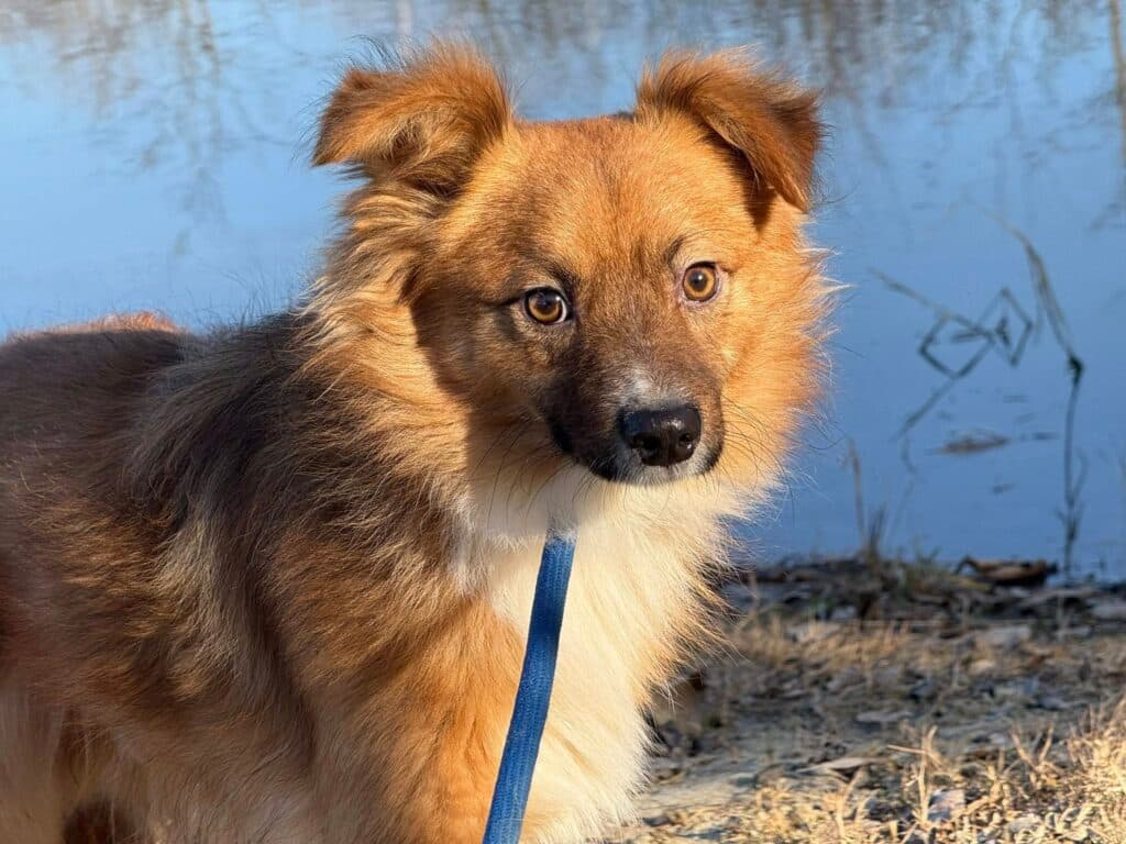 Fox – mix