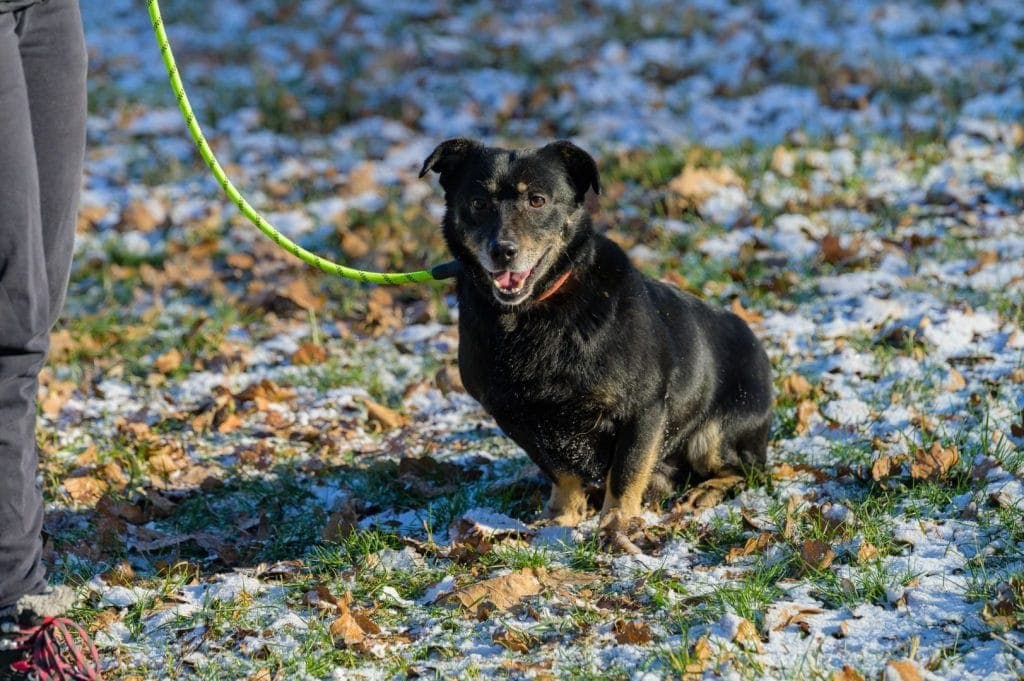 Frodo – mix