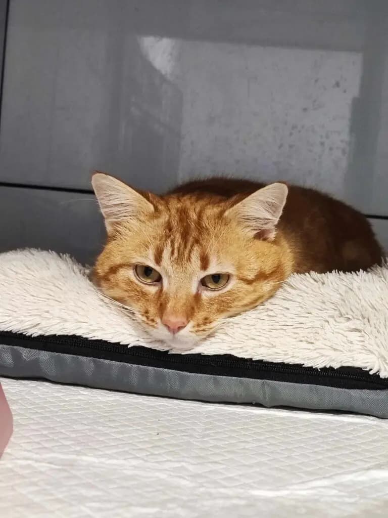 Garfield – europejska
