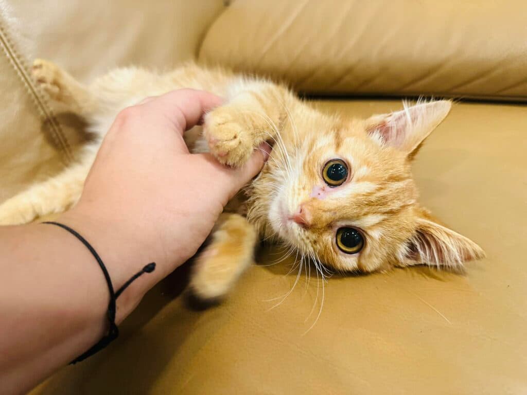 Ginger – europejska