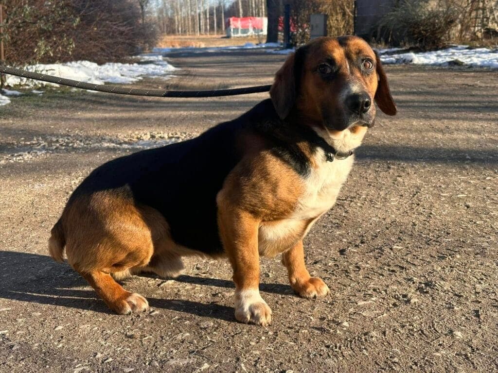 Gordon – mix