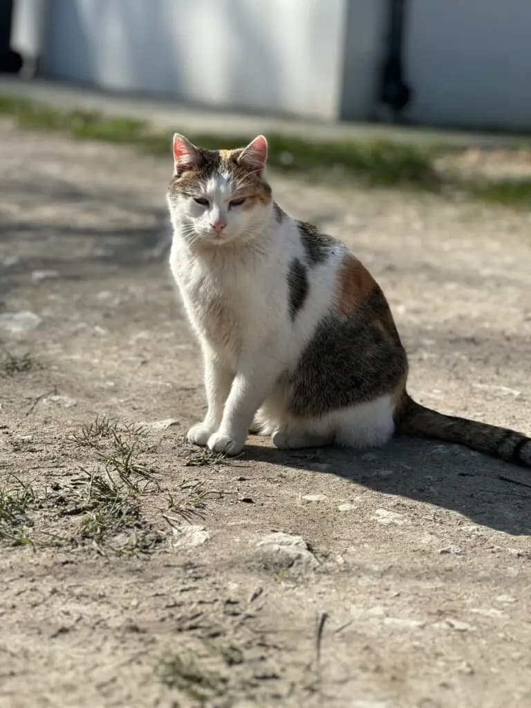 Kiara – europejska