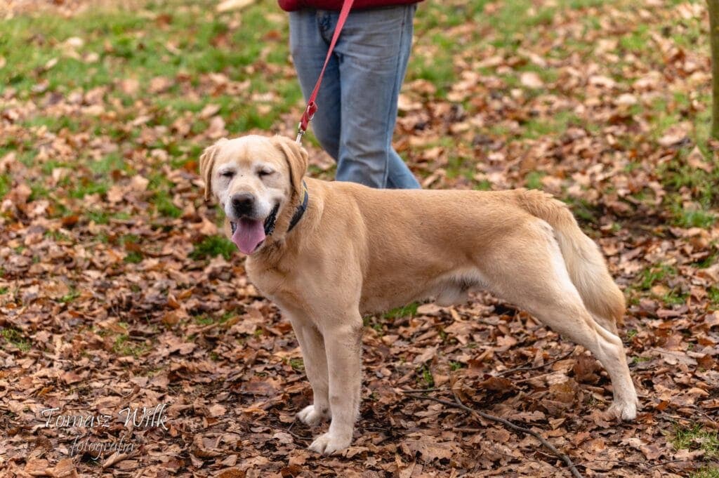 Marley – w typie labradora