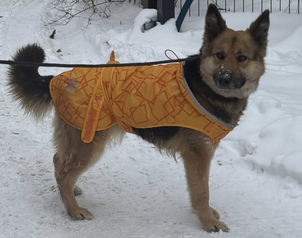 Nala – zdjęcie 2