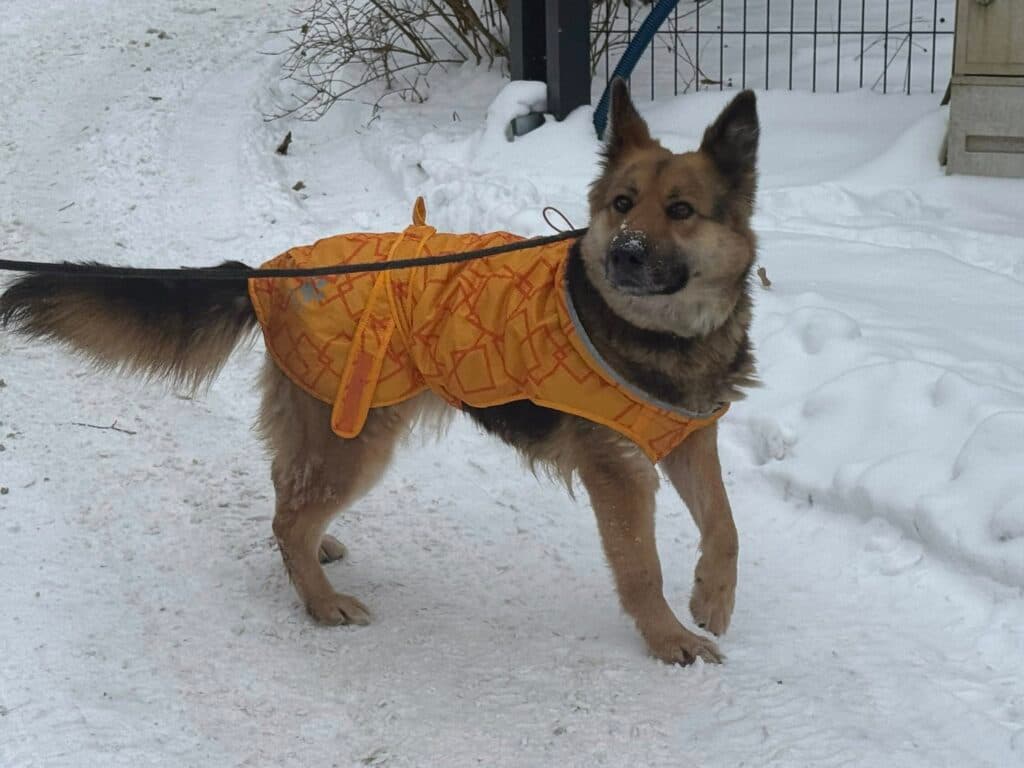 Nala – zdjęcie 3