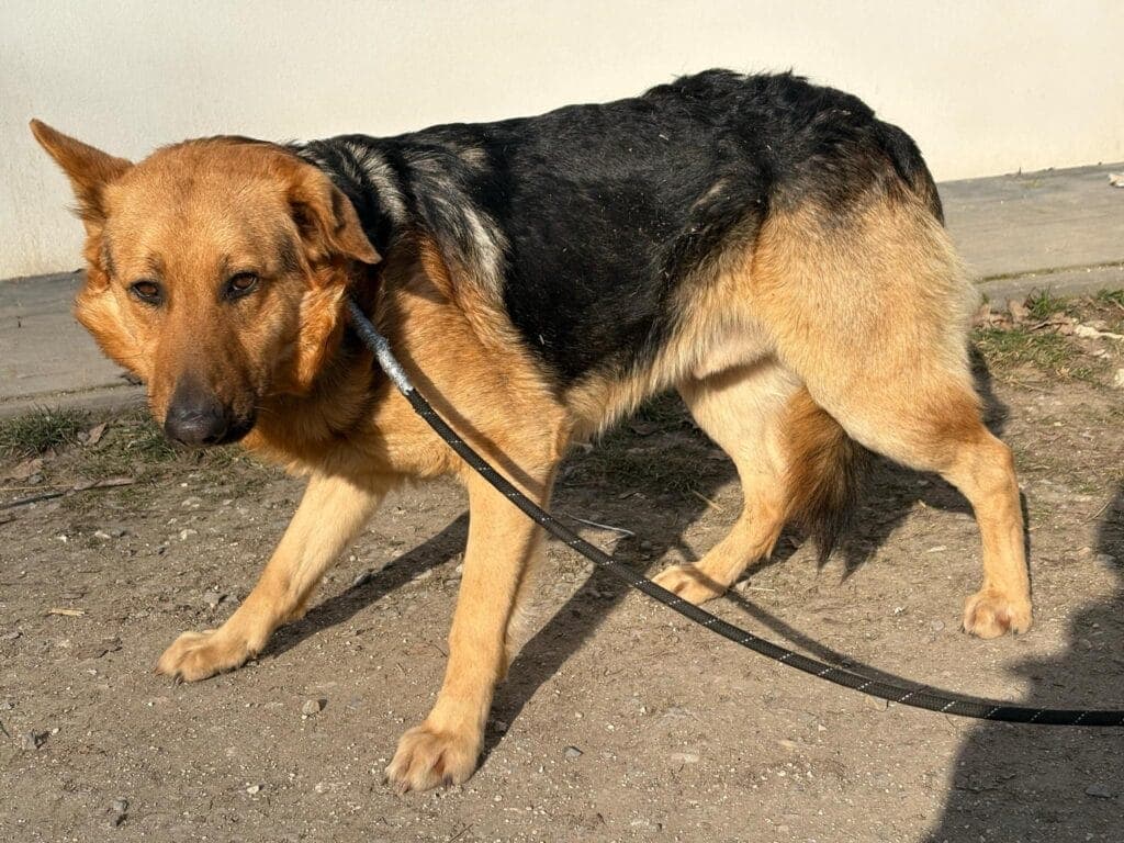 Nitro – zdjęcie 3