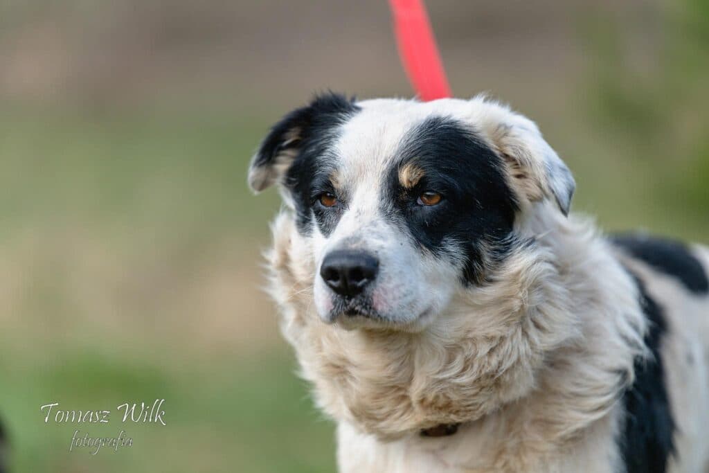 Oreo – mix