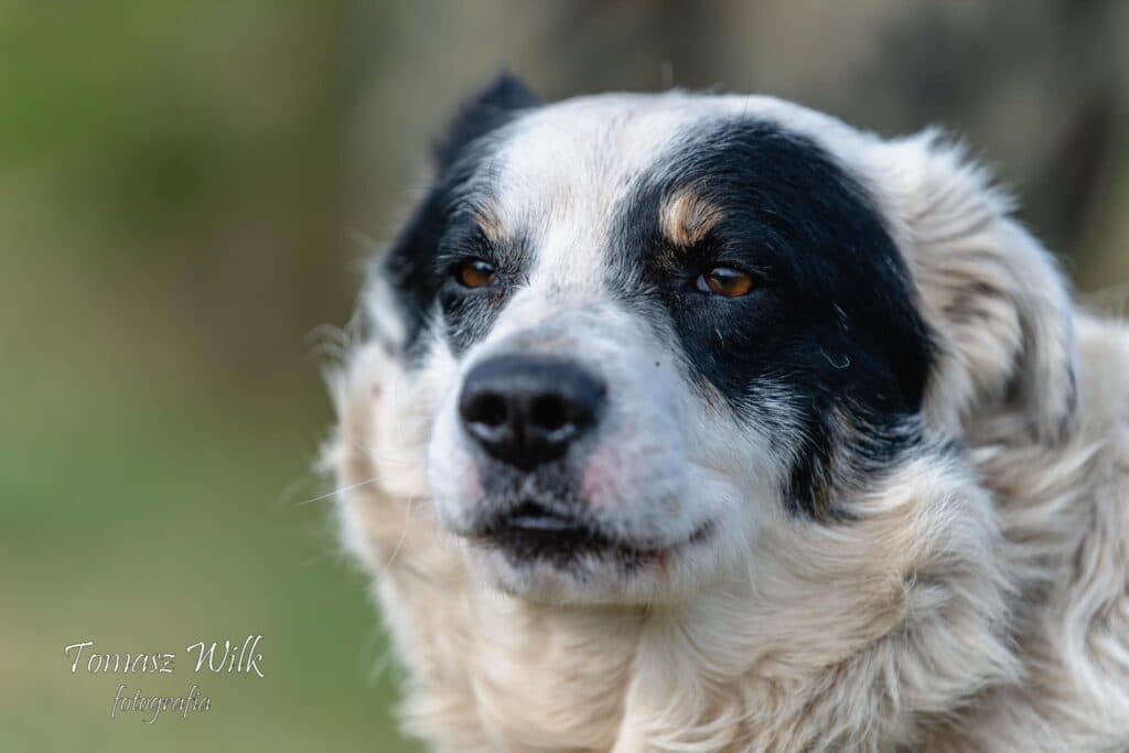 Oreo – zdjęcie 2