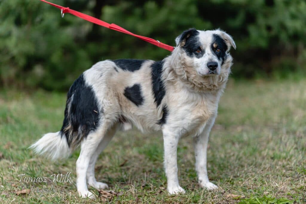 Oreo – zdjęcie 3