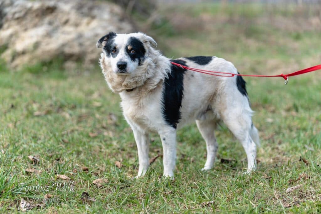 Oreo – zdjęcie 4