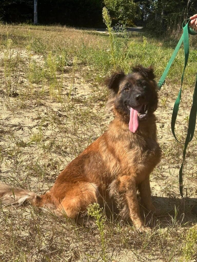 Petarda – zdjęcie 3