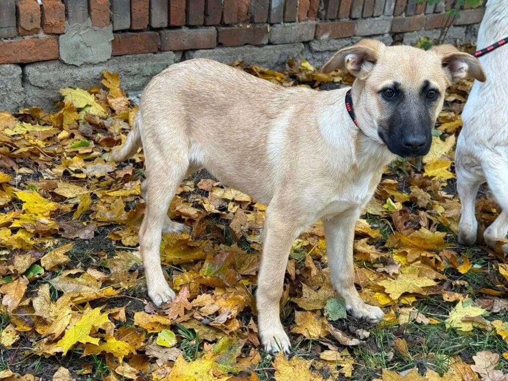 Petunia – zdjęcie 4