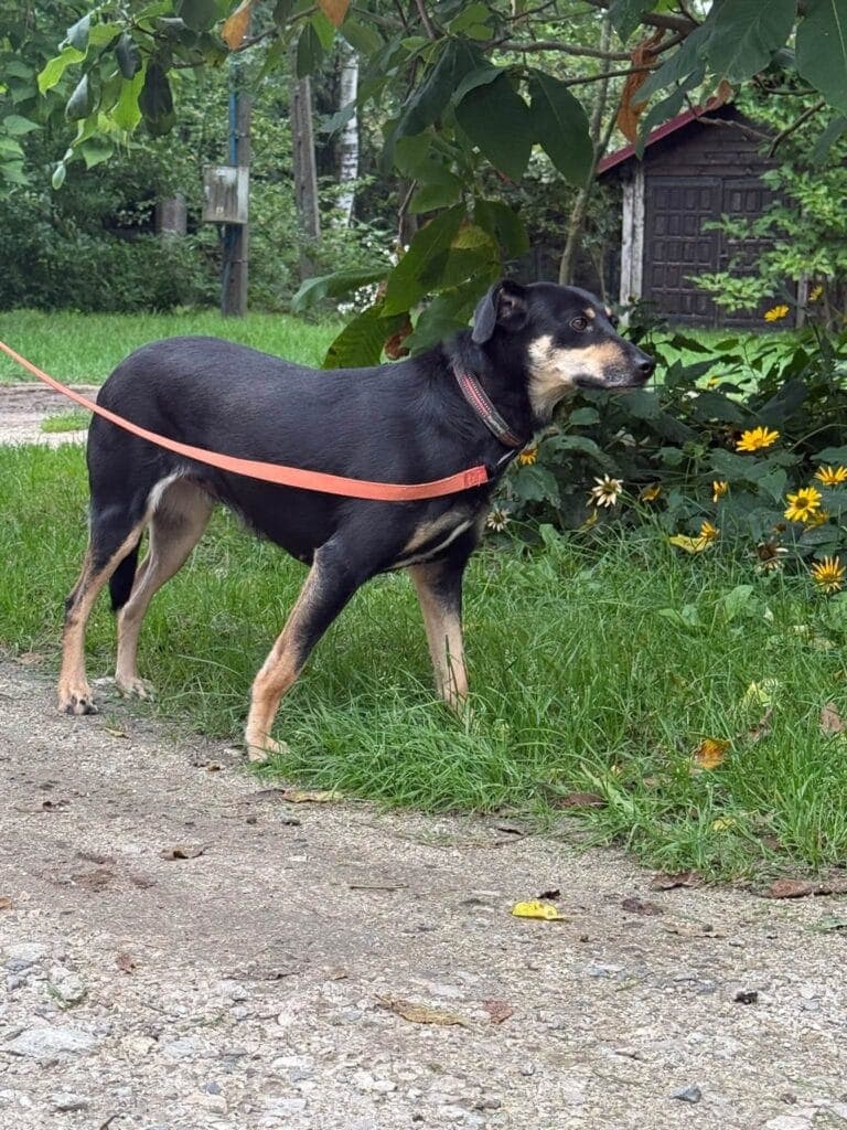 Pianka – zdjęcie 7