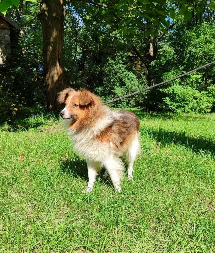 Pompon – zdjęcie 3