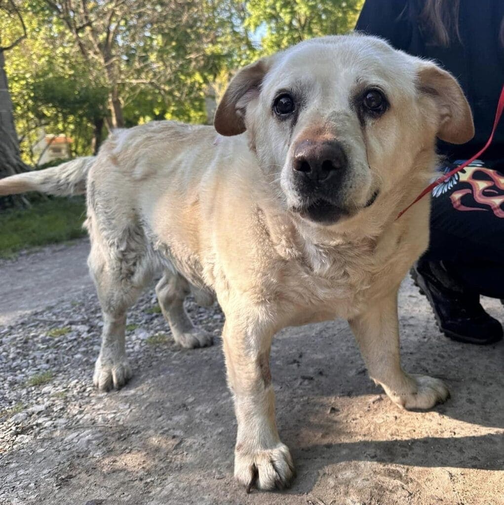 Zdzisek – w typie labradora
