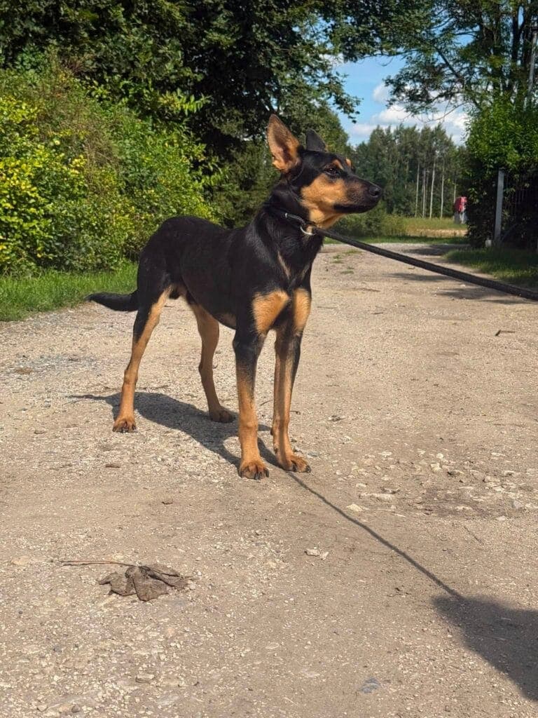 Ziutek – zdjęcie 2