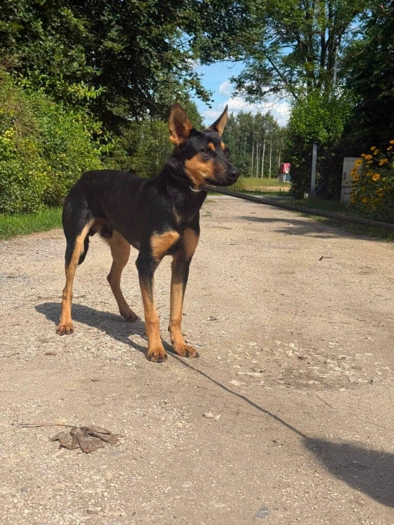 Ziutek – zdjęcie 8