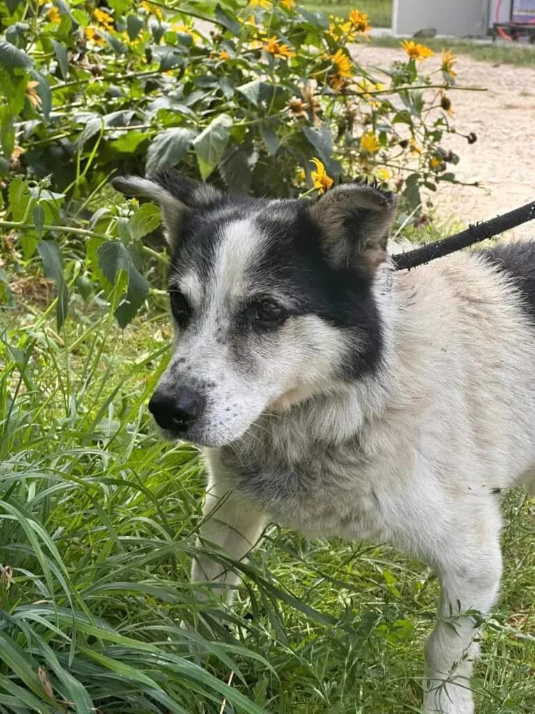 Zumo – mix