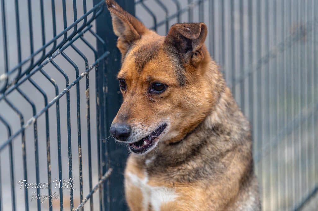Klea – mix