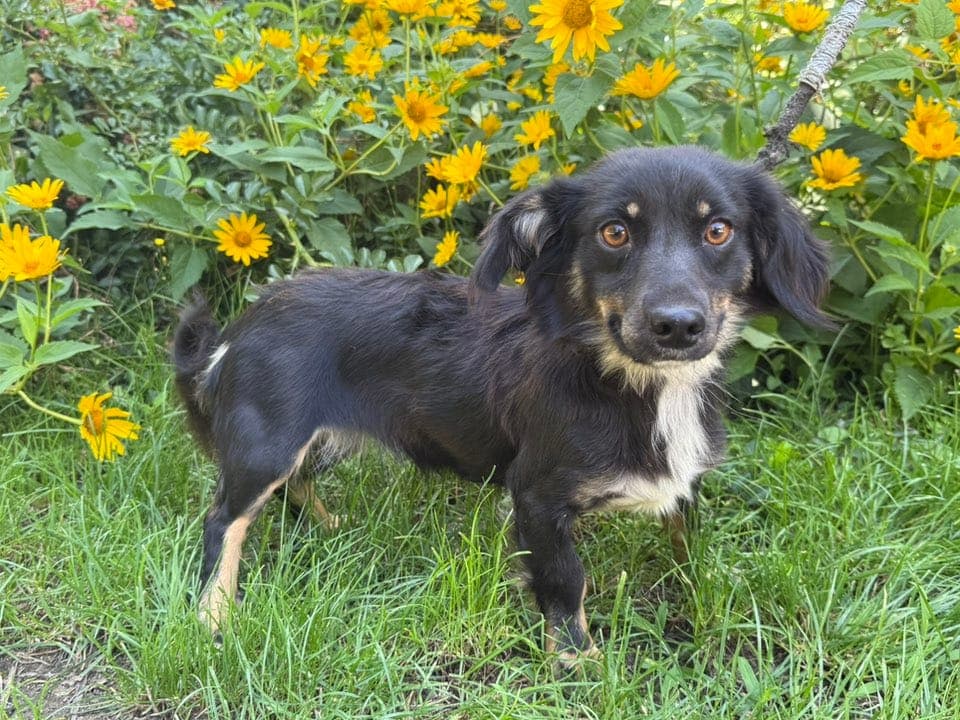 Lala – mix