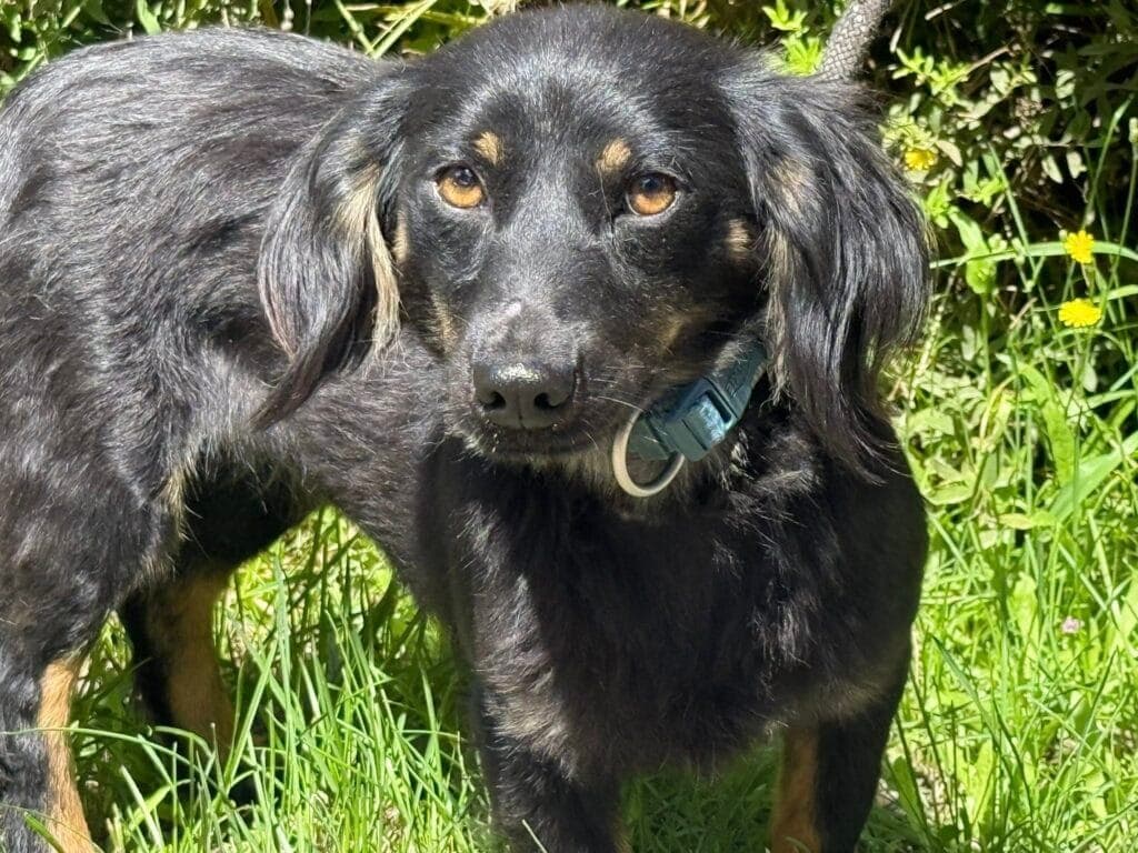 Lola – mix