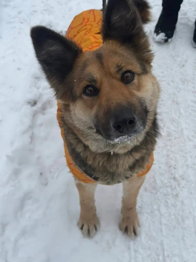 Nala – mix