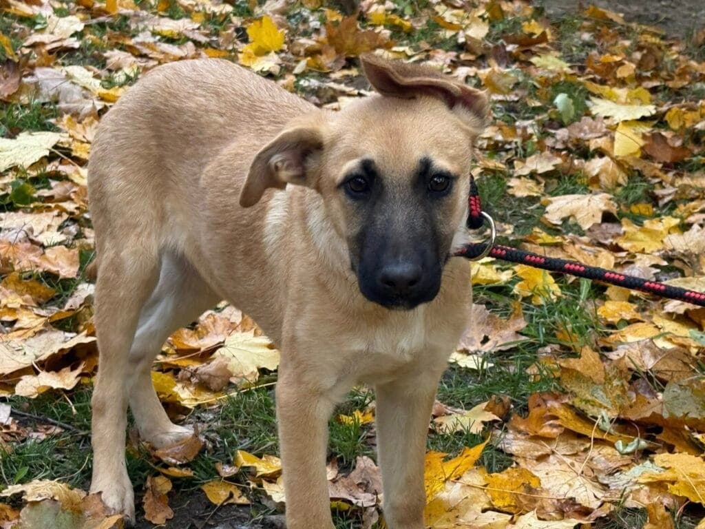Petunia – mix