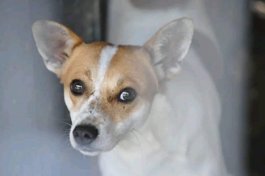 Piegus – mix