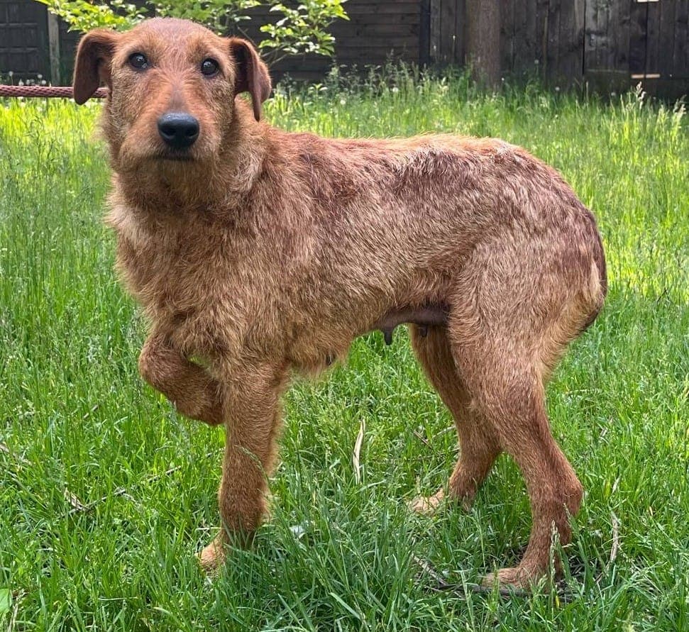 Rudka – w typie teriera