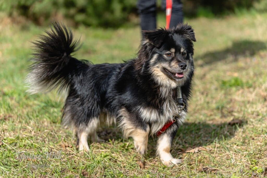 Zorro – mix